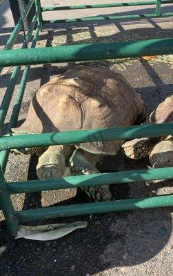 These tortoises were so distressed they were anxiously trying to get out. Concrete floor, bars, water no place of comfort