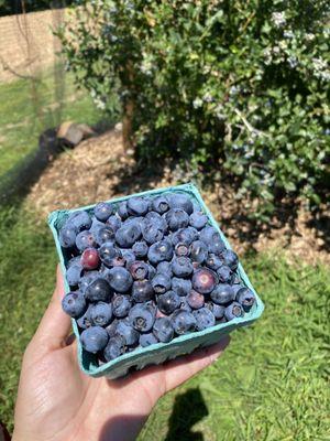 Blueberries we picked