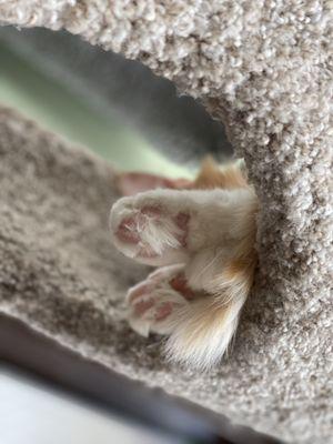 Fluffy beans for days