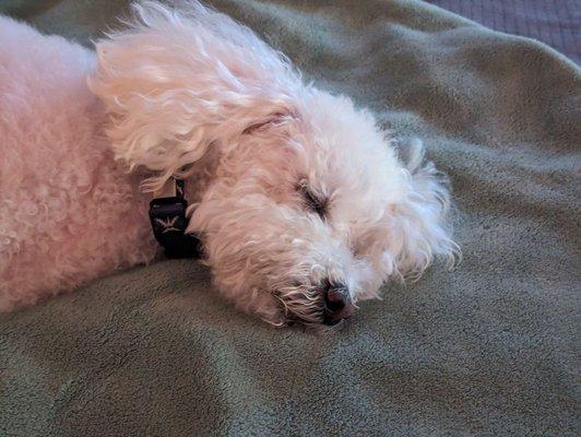 Millie, fresh and clean, relaxing after her in-home grooming and bath session with Nadia.