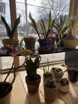 Cool plants in the window