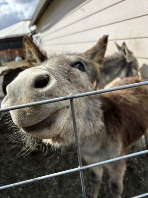 Pip the rescue donkey