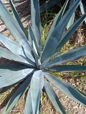 Where tequila comes from