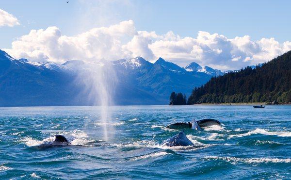 Whales in Alaska