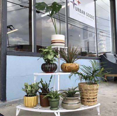 Vintage Pots with Plants