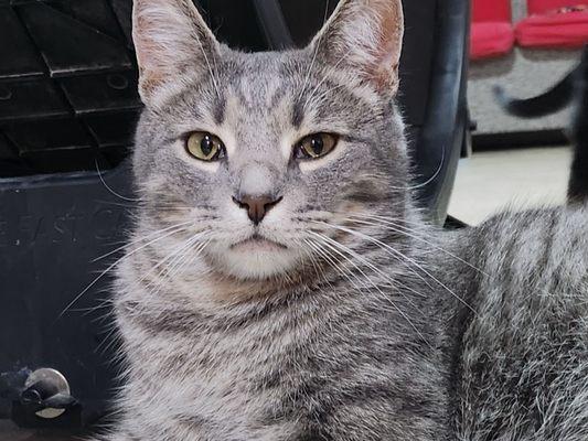 Weeble, Resident Cat at Nine Lives Cat Cafe Best Hug Giver