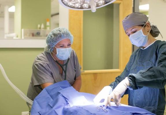 Dr. Maya Pirok performs surgery in the sterile surgery room at Northern Liberties Veterinary Center in Philadelphia, Pennsylv...