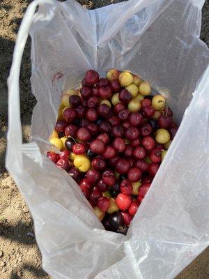 So many cherries!