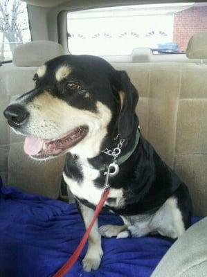 Brutus enjoying a car ride