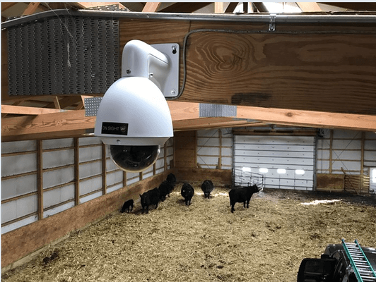 Camera is located in a Calving Barn to monitor Cattle.