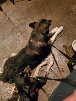 Pups hanging out on the patio