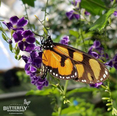 Butterfly Wonderland