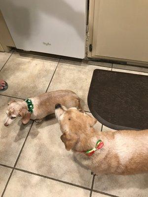 Bandit & Izzie loved their baths