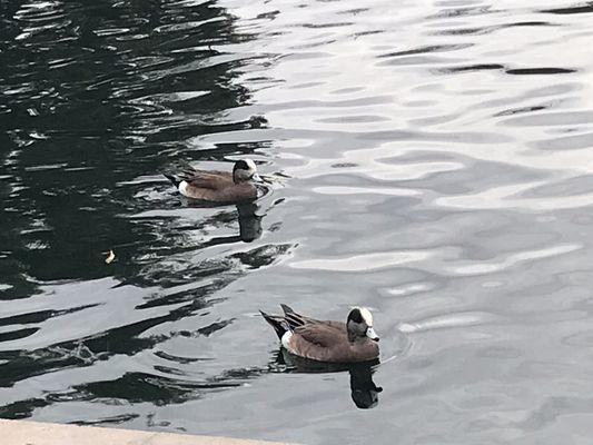 American Widgeons Widgeons in the pond & 300 on the lawn.