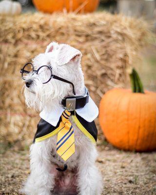 Halloween came early for our little Hufflepuff--lover of all humans, dogs, cats, and flowers