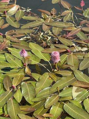 Beautiful flower on water plant