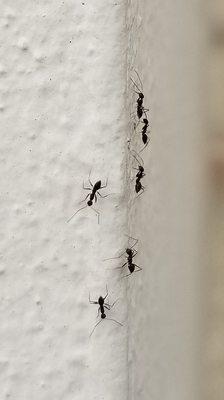 Crazy Ants