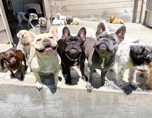 Frenchie party