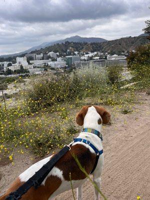 Hikes in local trails