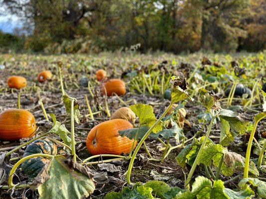 Red Wagon Farm