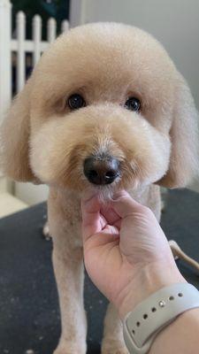 Stunning doodle haircuts are just one part of what we do at Pet Haven