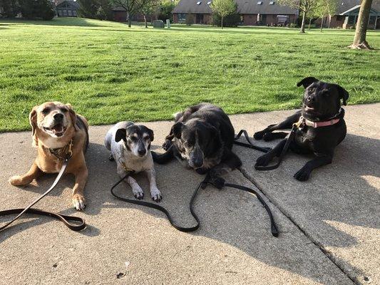 WDU Helper Dogs (L To R)  Kiki, Skip, Laddie, Madison Chloe.