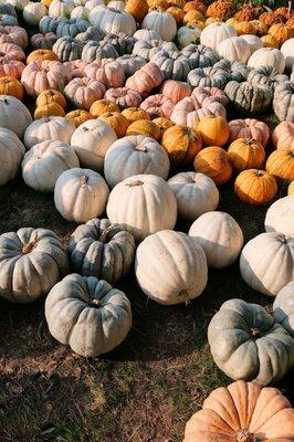 Pumpkin Galore