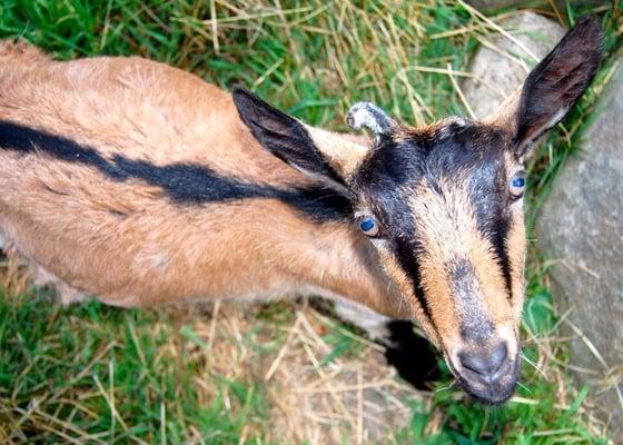 This goat's eyeing my ice cream