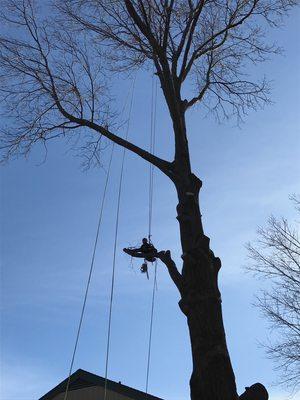 Tree cutting