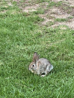 Wild bunnies (lots in the area!)