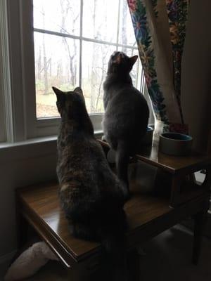 The kitties are checking out their new nature view. A fox just went by!!