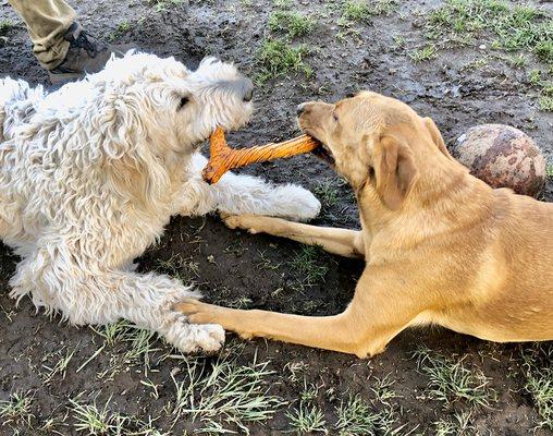 Teddy and Dakota, Mud Buddies