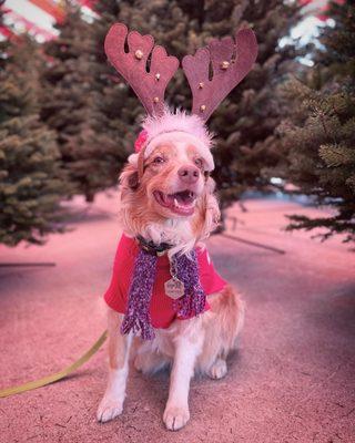 My girl posing for her Christmas photos