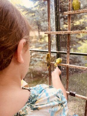 Canary Feeding Cage