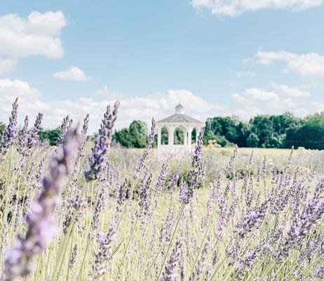 | LOVELY LAVENDER |