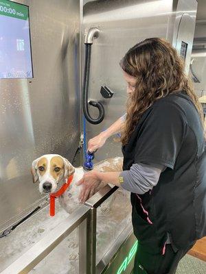 Tally getting a bath and doing great with Nicole