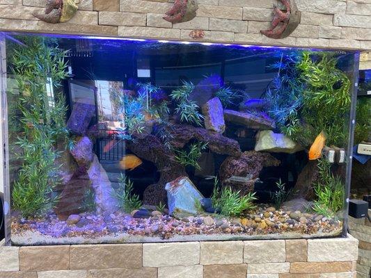 Cool fish tank when you walk in!