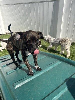 Arlo enjoying daycare !