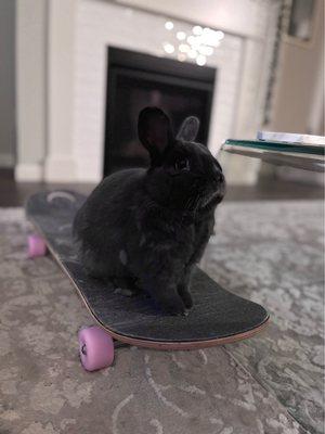 My bunny taking my new skateboard for a ride