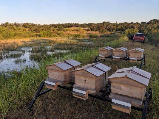 Bee C Hive Stands