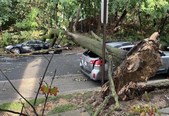 Adam’s Tree Service