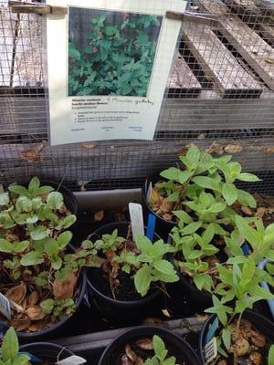 smaller monkey flowers here are also $8. look around and you might find bigger specimens!