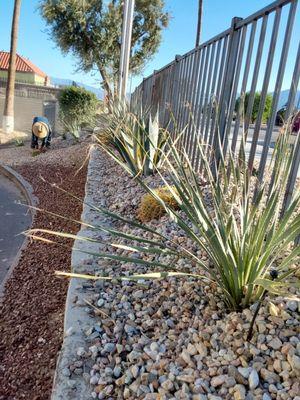 Green Cactus and Palm Springs Gold Crushed Rocks