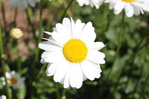 Flower in the garden.