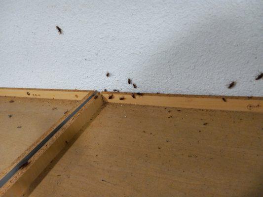 German Roach Infestation