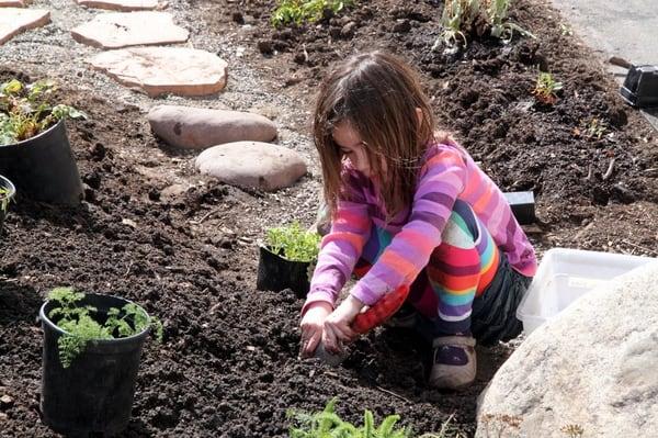 Planting butterfly garden