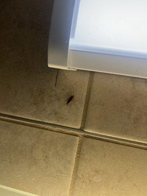 Cockroach