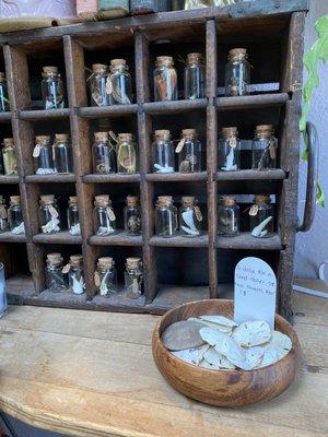 Sand dollars and small jars of bones