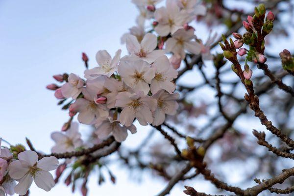 The cherry blossoms are starting to bloom. Across from the bison enclosure.