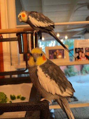 The brother cockatiels whom we have named Chico and Harpo!!!